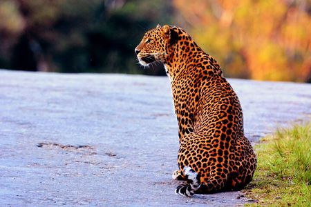 Full Day Safari Tour Yala