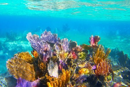 Exclusive Private Boat to El Cielo