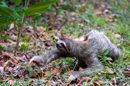 Sloths and Monkeys Roatan Island and Beach Break Private