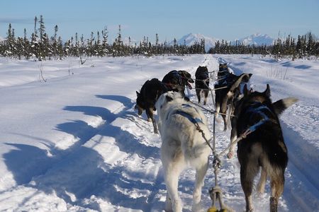 Dog Sledding with Alaskan Huskies
