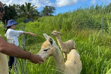 Alpaca Farm Experience on the Road to Hana
