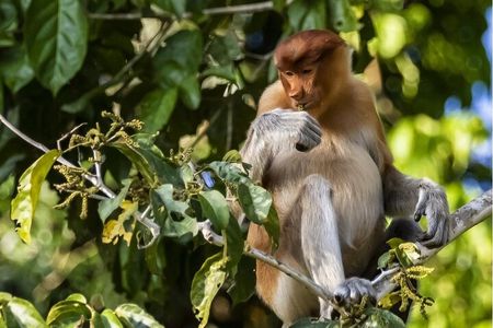 3D2N Kinabatangan River Cruise