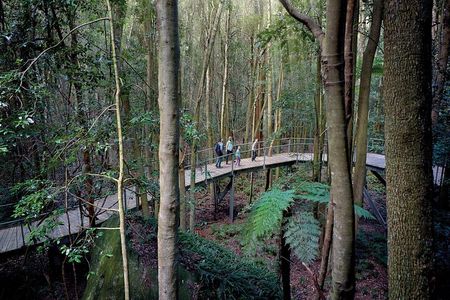 Blue Mountains Adventure w Scenic World, Zoo, Koala Photo & Ferry