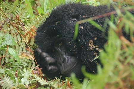 3 Days Uganda Mountain Gorillas Trekking to Bwindi from Kigali