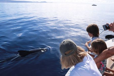 Costa Adeje | Cetacean sighting in Tenerife South