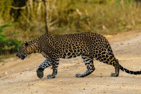 Yala National Park - Full Day Safari (04:30 am - 06:00 pm)