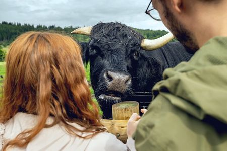 Edinburgh to the Scottish Highlands: Whisky, Views & Hairy Coos