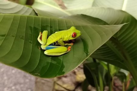 Coffee Tour with Poás Volcano and La Paz Waterfalls from San José
