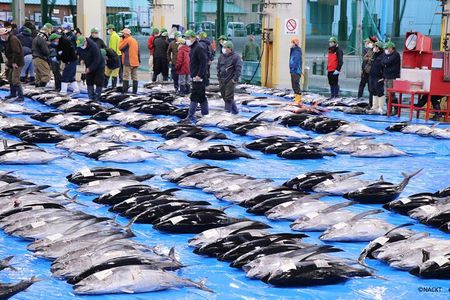 Tuna Auction Market Guided Private Tour in Nachi-Katsuura
