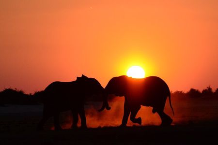 Full Day Chobe Safari Inc Transfers Game Drive Boat Cruise