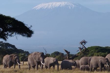 4 Days Safari Adventure in Amboseli and Tsavo 