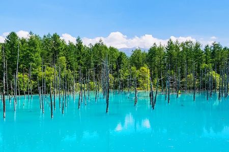 Shikisai-no-Oka Fairy Terrace Tour, optional lunch from Sapporo