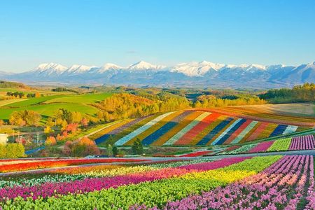 Shikisai-no-Oka Fairy Terrace Tour, optional lunch from Sapporo