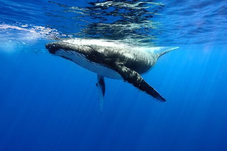 Private boat tour to swim with whales and sharks