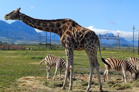 Cape Town Giraffe House Cheetah Encounter and Wine Tasting Tour