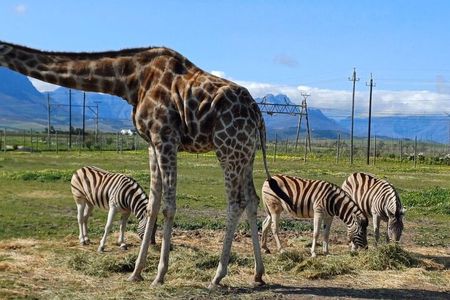 Giraffe Encounter and Cheetah Outreach with Wine Tasting