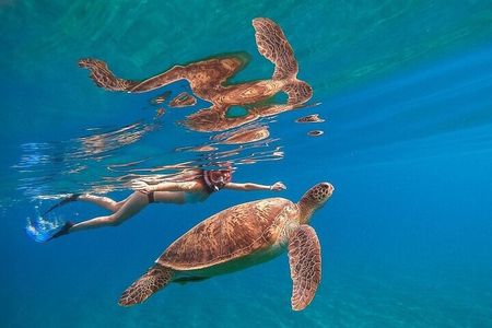 Private Abu Dabbab Snorkeling with Turtles Sea Trip - Hurghada