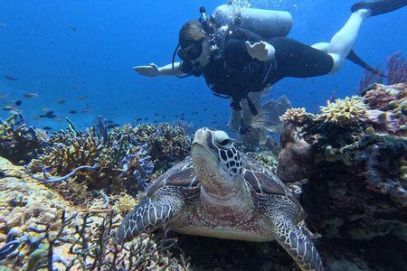 Scuba Diving Menjangan Island