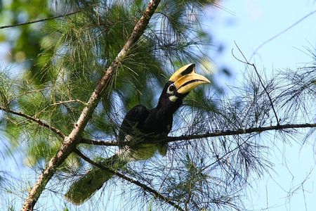JungleWalla Langkawi Birdwatching Tour