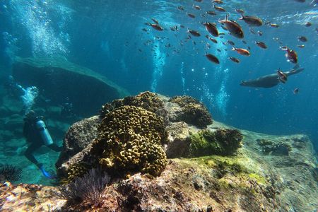 MOST POPULAR TOUR IN LA PAZ! Swim with Sea Lions Private Boat
