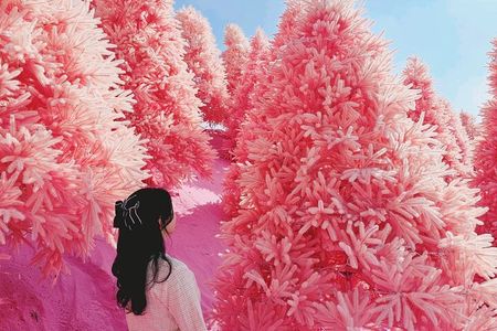 Pocheon UNESCO Geopark, Pink Herb Island, Art Valley from Seoul