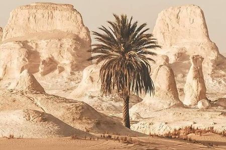 White Desert Awaits Ultimate Safari Adventure