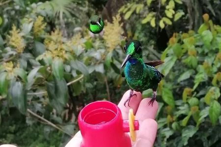 Hummingbirds, chocolate and Nightwalk Tour in Mindo.