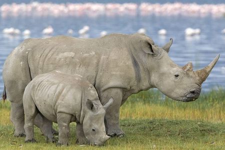 Half Day Safari Tala Game Reserve and Natal Park from Durban