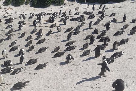 Cape of Good Hope and Penguins Full Day Tour from Cape Town