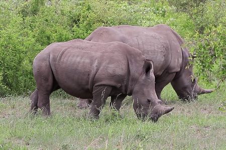 1 Night 2 Days Tour to Amboseli National Park with Jeep