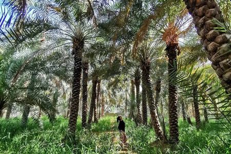 Private Full Day Al Ain City Tour