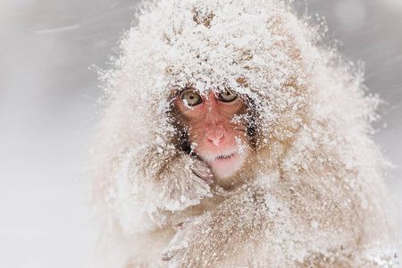 Nagano: Snow Monkey and Zenkoji Temple Free Sake Taste Day Tour