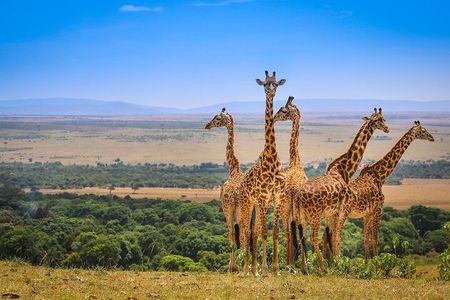 Private Half-Day Nairobi National Park in a Tour Van-Free Wi-Fi