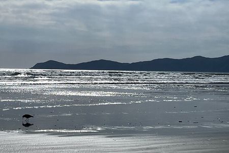 Kapiti Private Tour in Tesla SUV