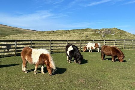 Shetland Pony Express