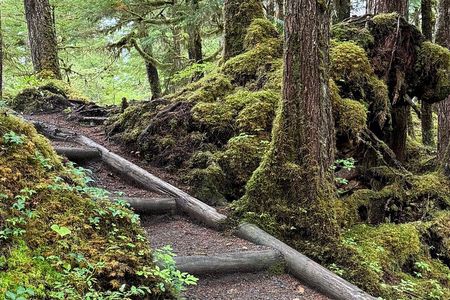 Small-Group Rainforest Hiking Adventure- Ketchikan Excursion 