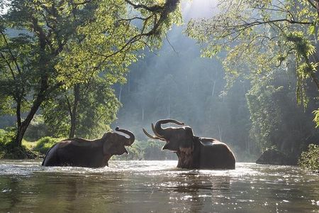 Batu Caves & Kuala Gandah Elephant Sanctuary Full-Day Tour