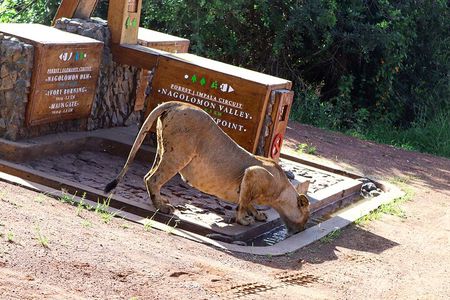 Nairobi National Park Private Safari in a 4X4 Landcruiser Jeep