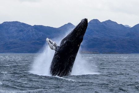 Whales, Penguins & Glaciers Navigation From Punta Arenas
