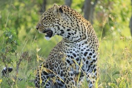 3 day Maasai Mara Small Group Safari in a 4 x4 Land Cruiser Jeep
