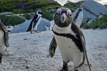 Boulders Penguins in Cape Town full day tour