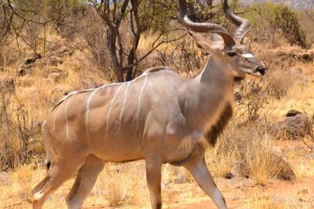 3 Days Samburu National Reserve Private Safari from Nairobi