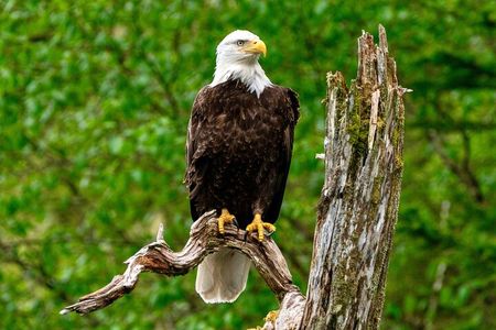 Sitka Scenic Marine Life & Seabirds Private Charter Eco-Tour