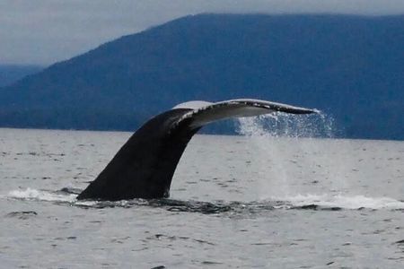Sitka Scenic Marine Life & Seabirds Private Charter Eco-Tour