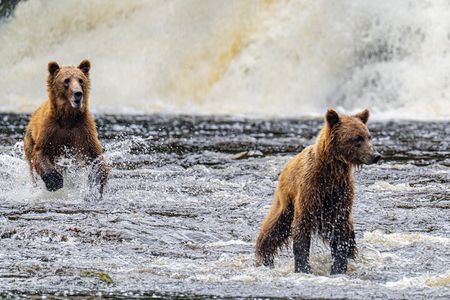 Peak Season Bear Viewing By Seaplane