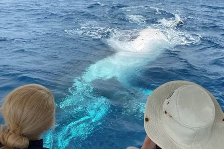 Adventure Whale Watching Tour Mooloolaba