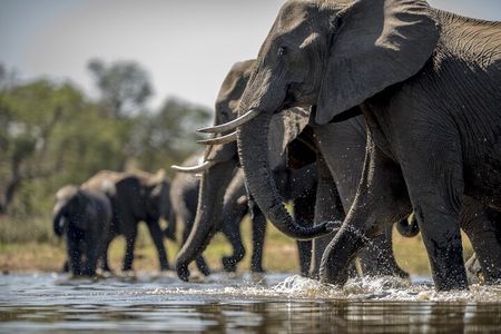 Explore Taj Mahal and Elephant Conversation with Multi Options