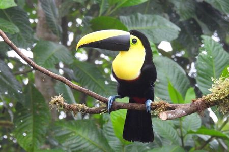 Prívate birding tour in Mindo Cloud-Forest + Mitad del mundo