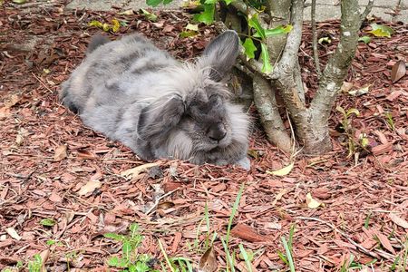 Private Rabbit and Chicken Petting Experience in Navarre