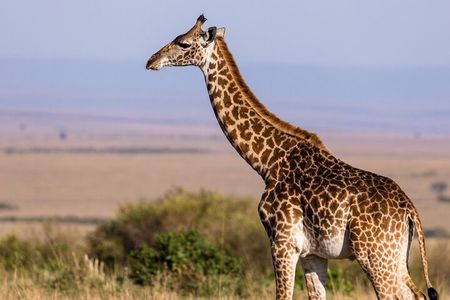 Gambia to Senegal Tour with Ferry Crossing and Safari Park